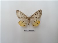 藏品(尺蛾123.a)的圖片